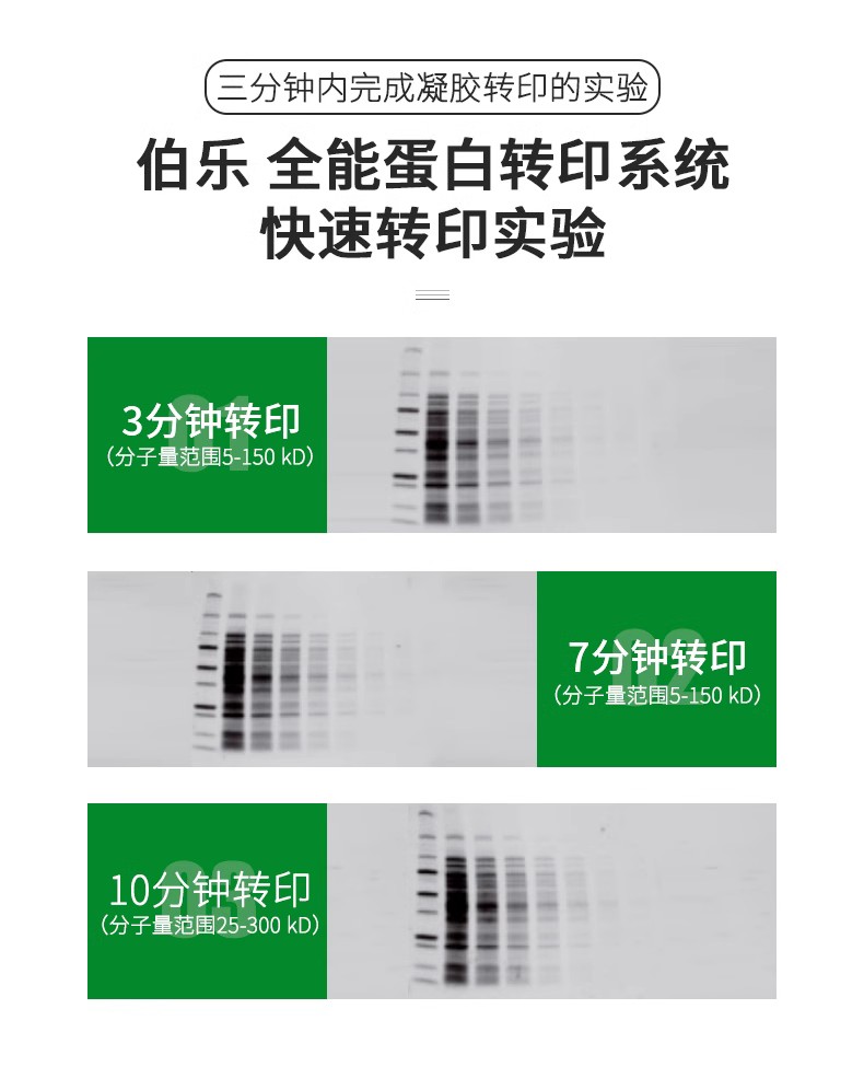 1704150蛋白轉印系統2